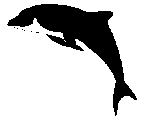 Dolphin 013