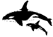 Killer Whales 025