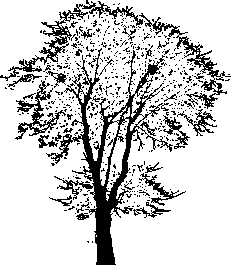 Tree Ash 030
