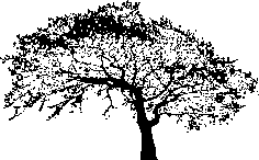 Tree Oak 029